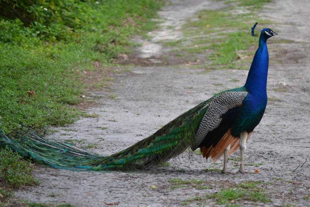 Sigiriya Peacock Homestay المظهر الخارجي الصورة