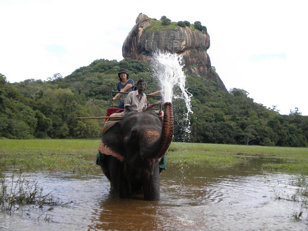 Sigiriya Peacock Homestay المظهر الخارجي الصورة