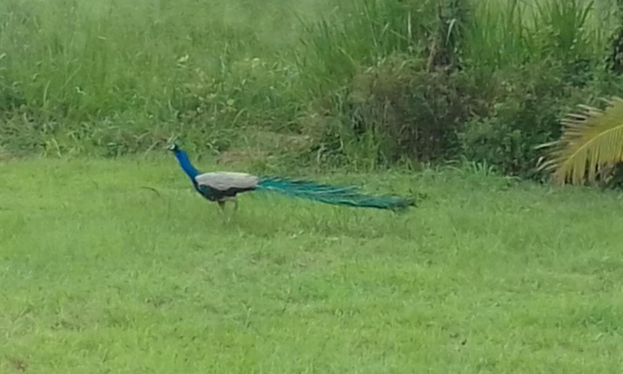 Sigiriya Peacock Homestay المظهر الخارجي الصورة